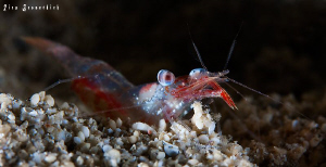 Shrimp - CANON 40D, 60mm makro lens, +2 diopter. by Rico Besserdich 